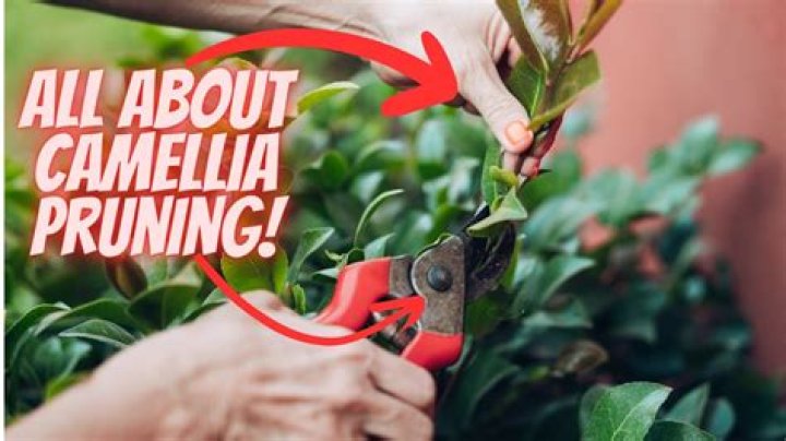 when to prune camellias uk