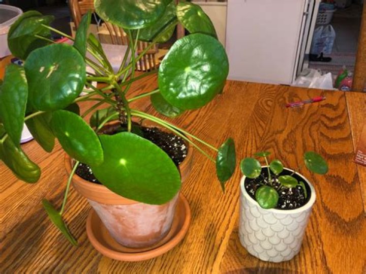 when to repot pilea