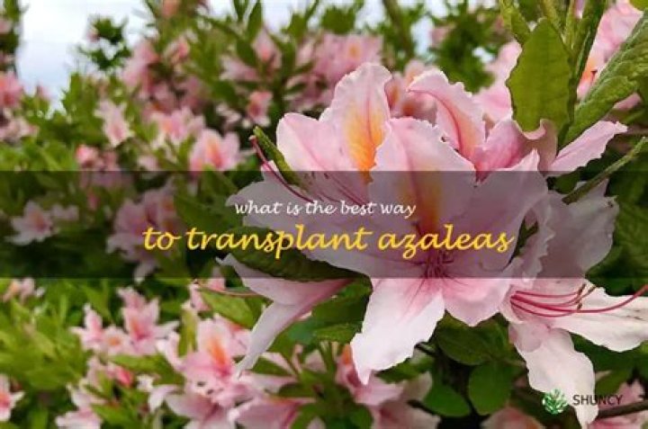 when to transplant azaleas