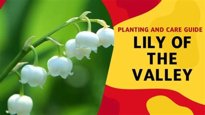 Where are lily of the valley native to