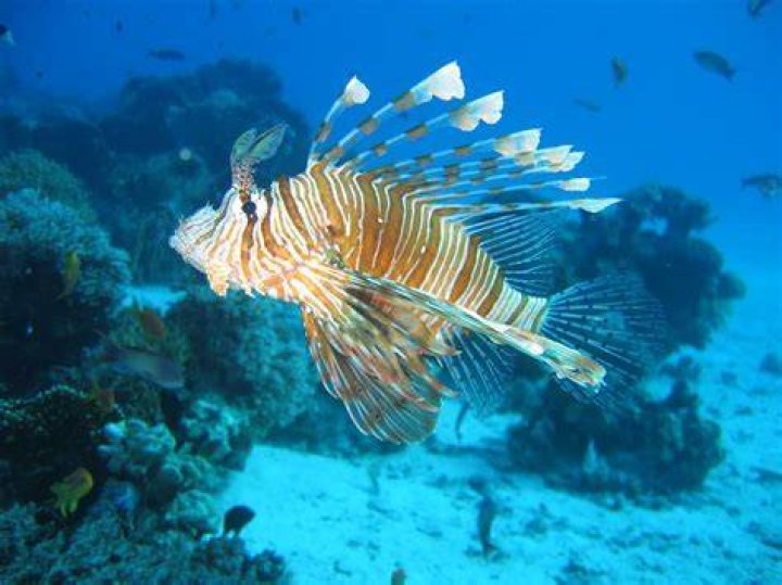 where are lionfish originally from