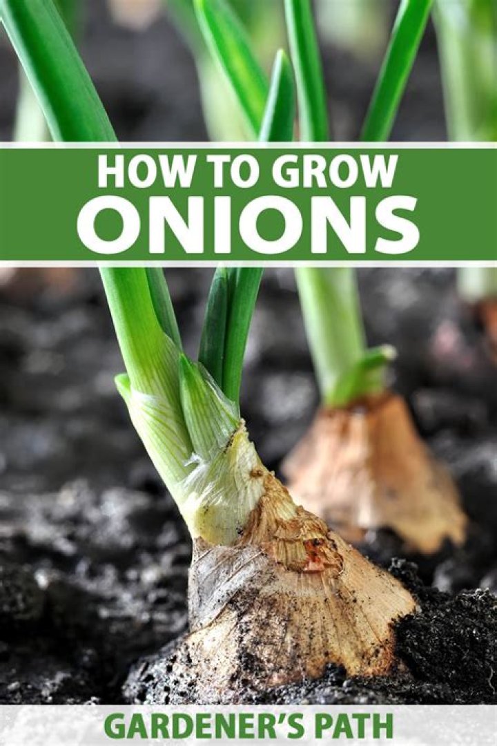 where are onions from
