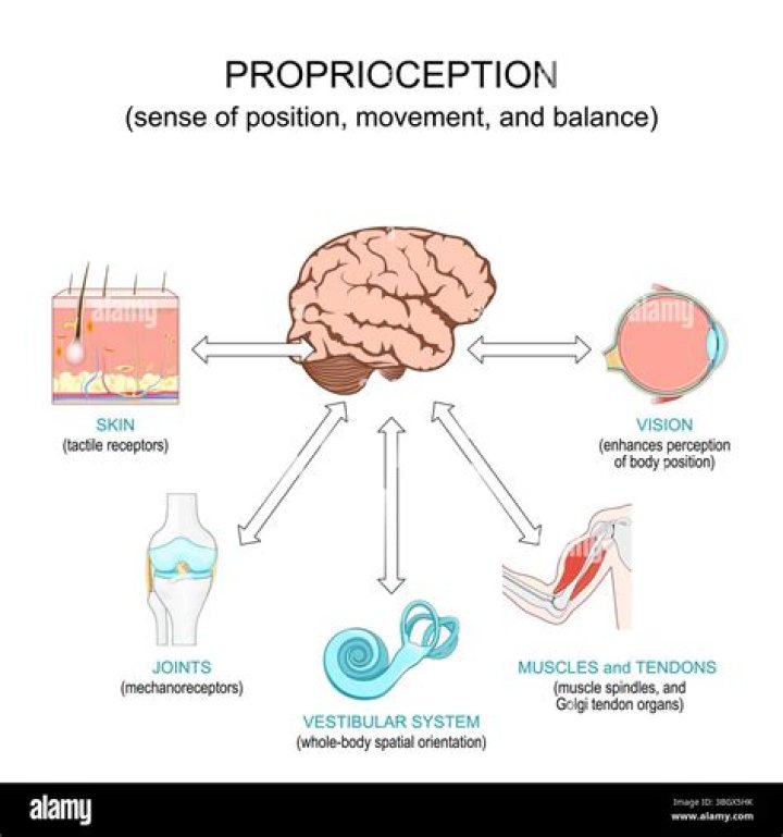 Where are Proprioceptors found and what is their function?