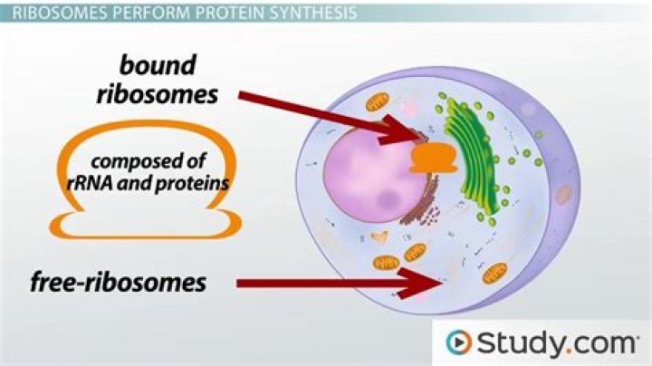 where are ribosomes produced