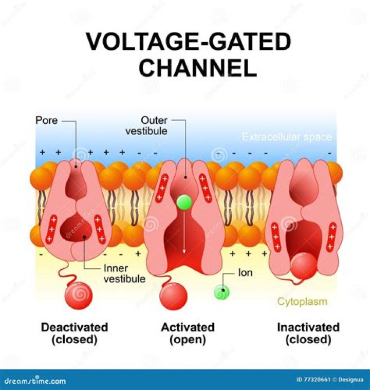 Where are voltage gated sodium channels located