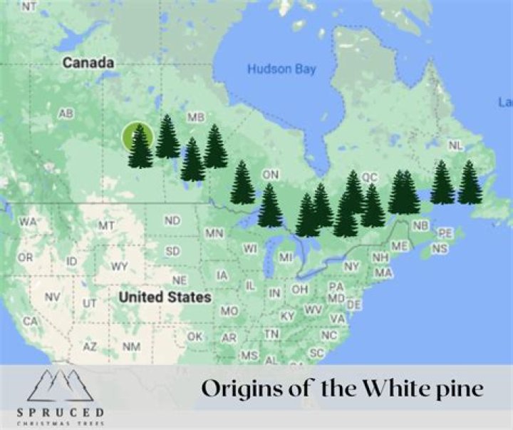 Where are white pine trees found