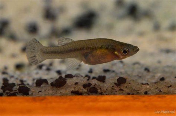 Where can I find mosquito fish