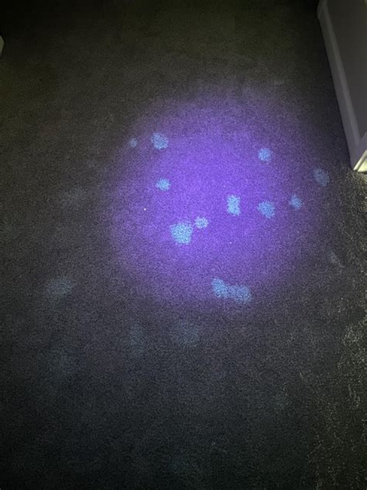 Where can I find pet urine with a blacklight?