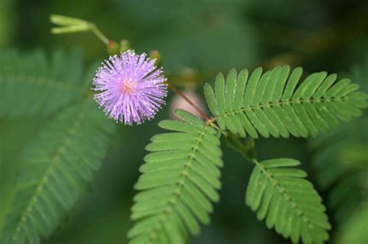 Where can I find sensitive plants?