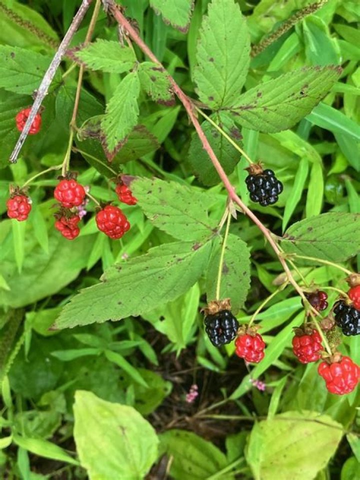 Where can I pick wild blackberries in Washington