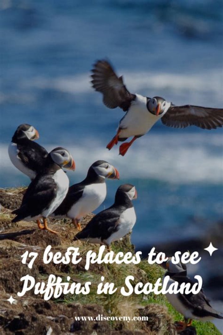 Where can I see puffins in Elliston