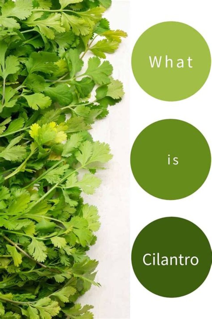 where did cilantro originate