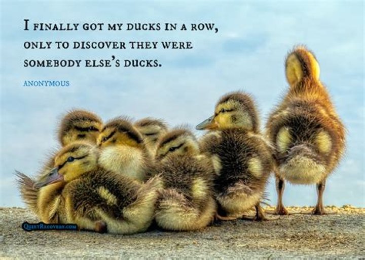 Where did the term ducks in a row come from?