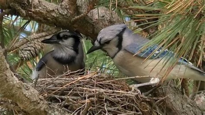 Where do Blue Jays build their nests