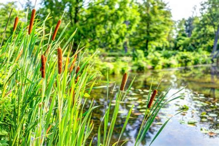 where do cattails grow