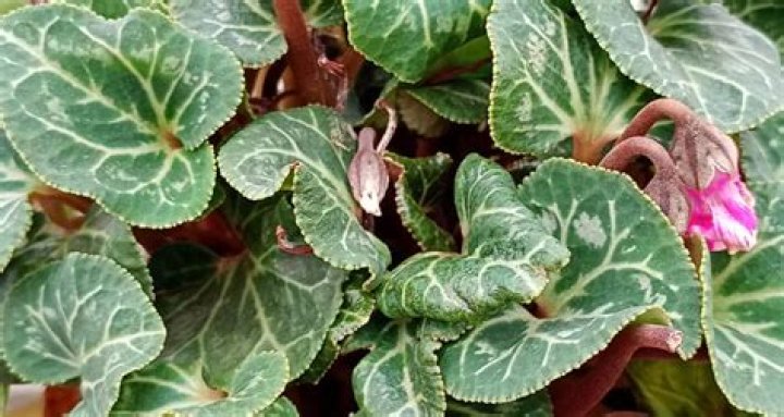 Where do cyclamen mites overwinter in strawberries