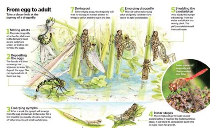 where do dragonflies lay their eggs