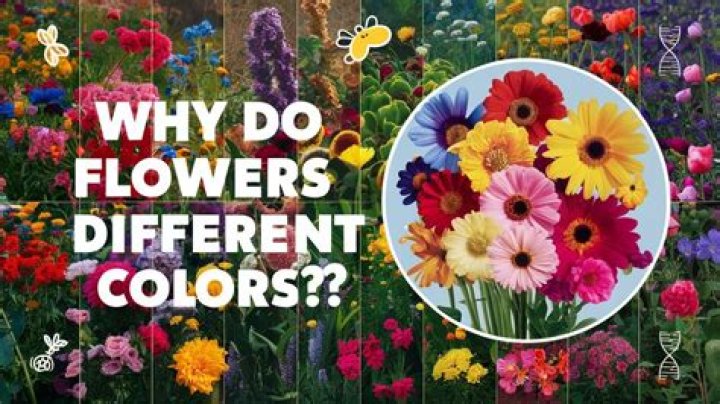 where do flowers get their colour from answer