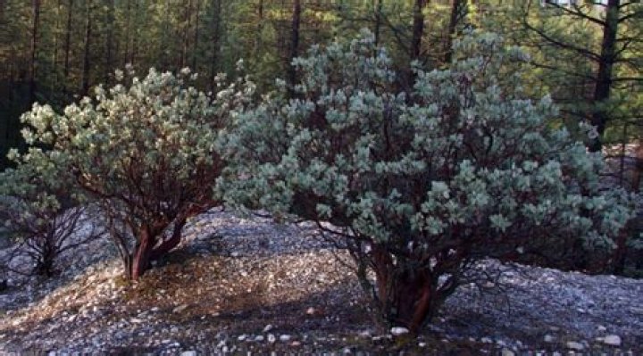 Where do manzanita trees grow in Arizona