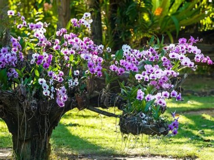 where do orchids grow in the wild
