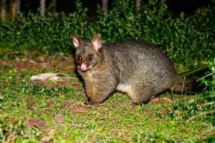 where do possums go during the day