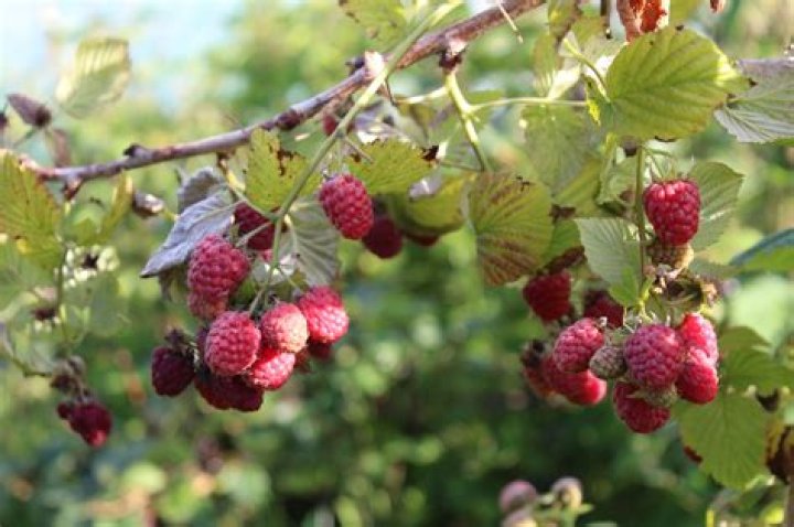Where do raspberries come from originally