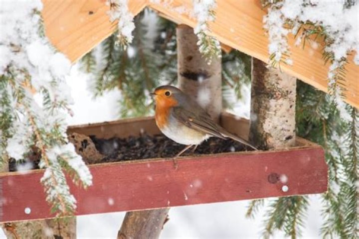 where do robins go in the winter