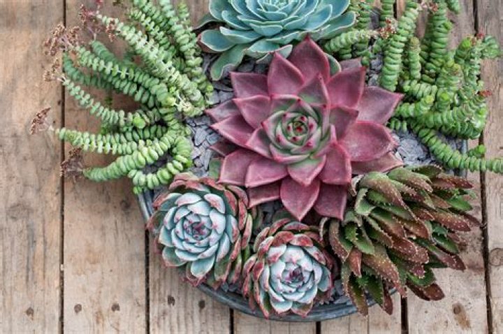 Where do succulent plants come from