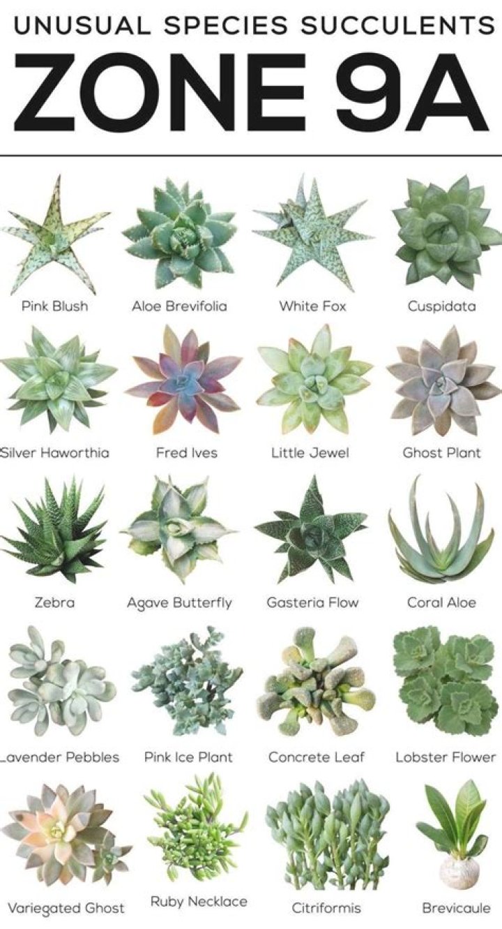 where do succulents come from