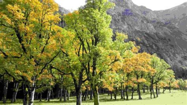 where do sycamore trees grow