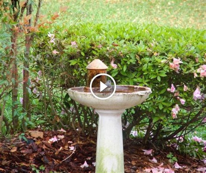 Where do you place a bird bath