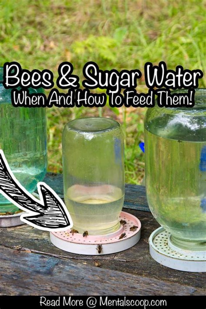 Where do you put water for bees