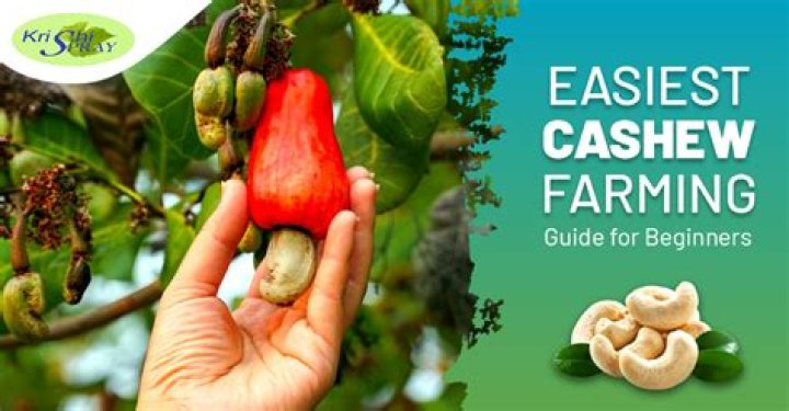 Where does cashew grow in Karnataka