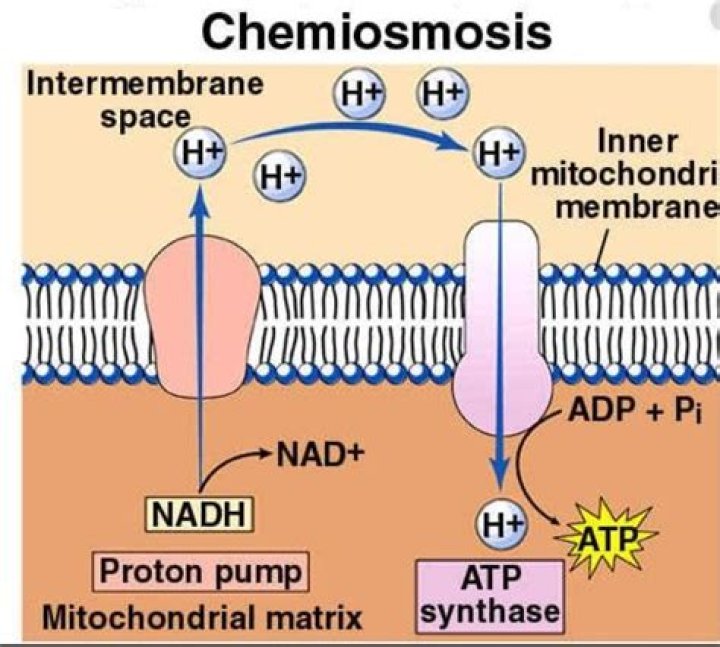 where does chemiosmosis occur