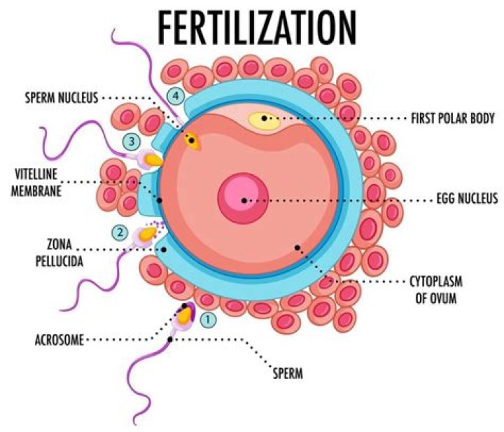 Where does fertilization of the egg normally occur?
