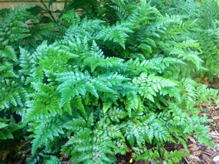 Where does leather leaf grow?