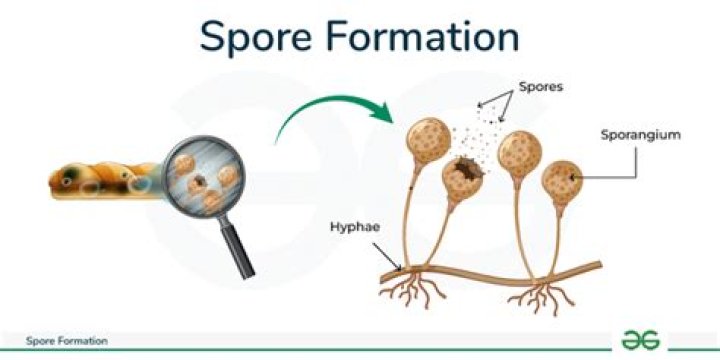 Where does Milky Spore come from