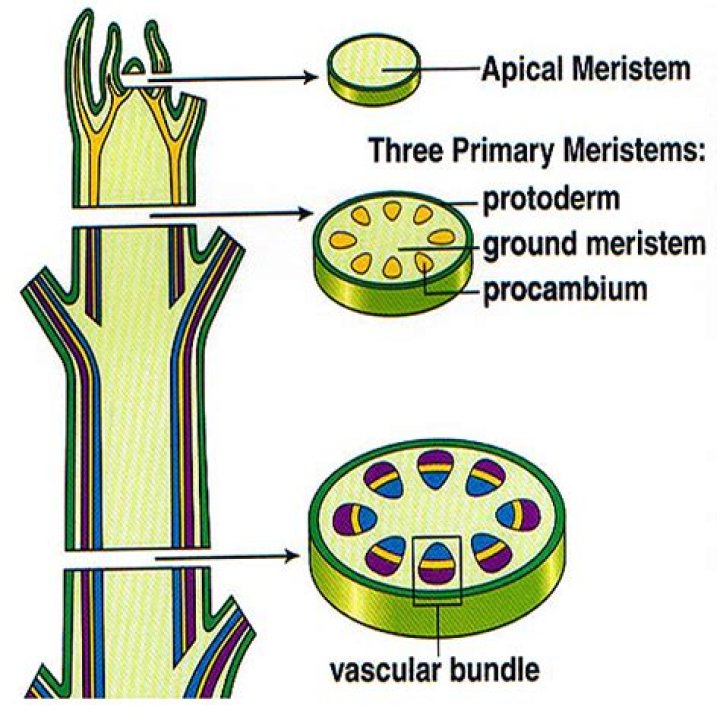 Where does mitosis take place in plants