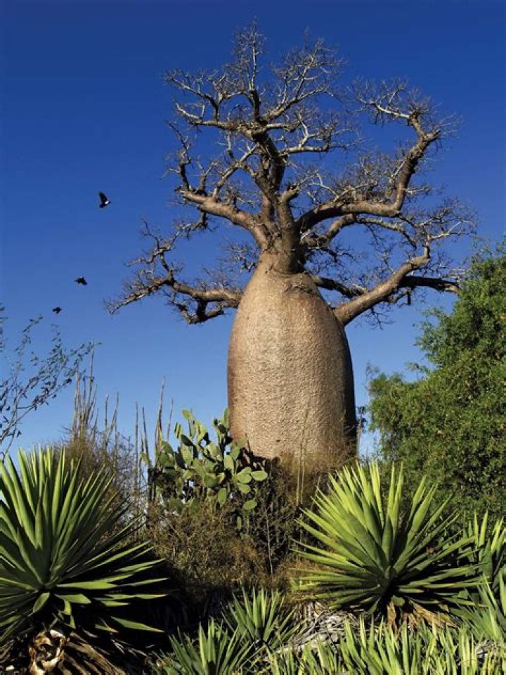 Where does the baobab tree grow
