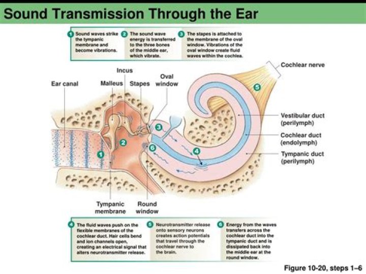 where does transduction occur in the ear