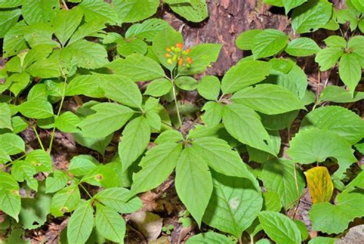 Where does wild ginseng grow in Illinois