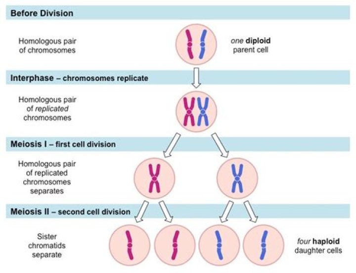 Where in meiosis does a reduction in chromosome number occur?