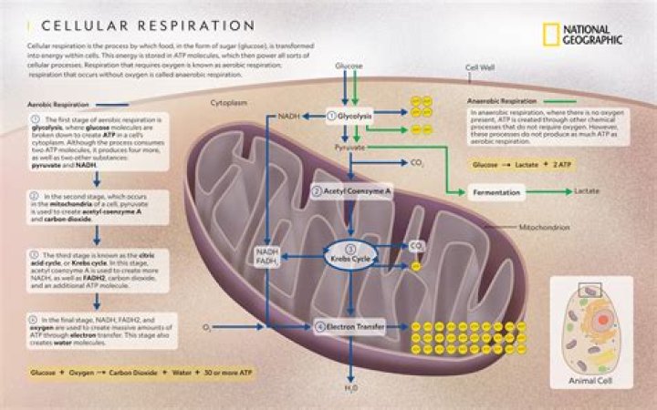 Where in the cell does cellular respiration occur?