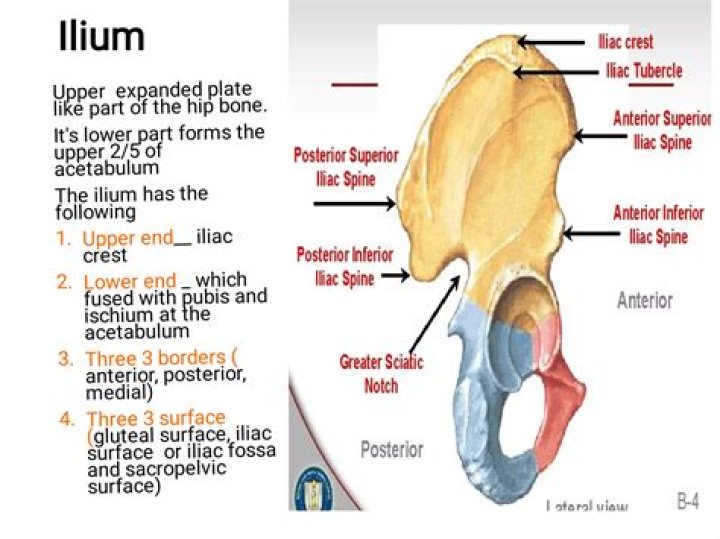 Where in the human body is the iliac crest