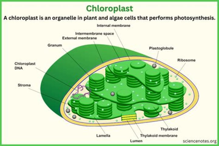 Where in the thylakoid membrane are chlorophyll molecules located?