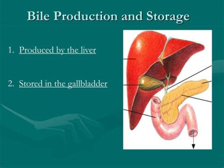 where is bile produced