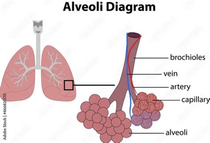 where is the alveoli located