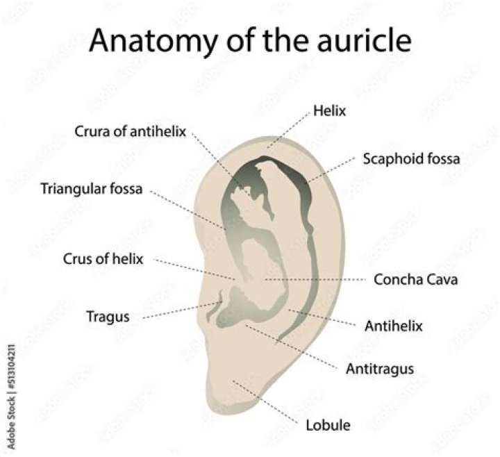 where is the auricle located
