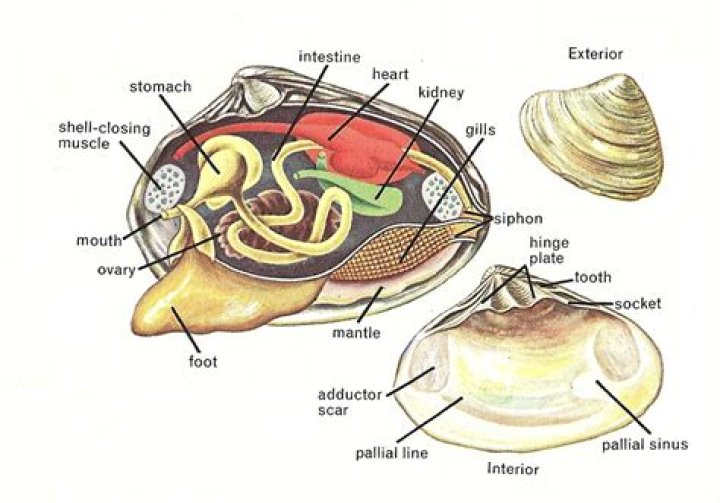 Where is the foot on a clam
