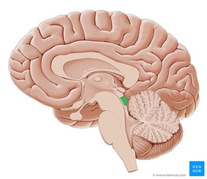 Where is the inferior colliculus located in the brain